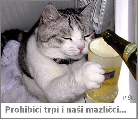Vtip Nerařazeny