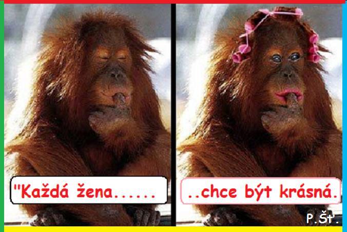 Vtip Nerařazeny