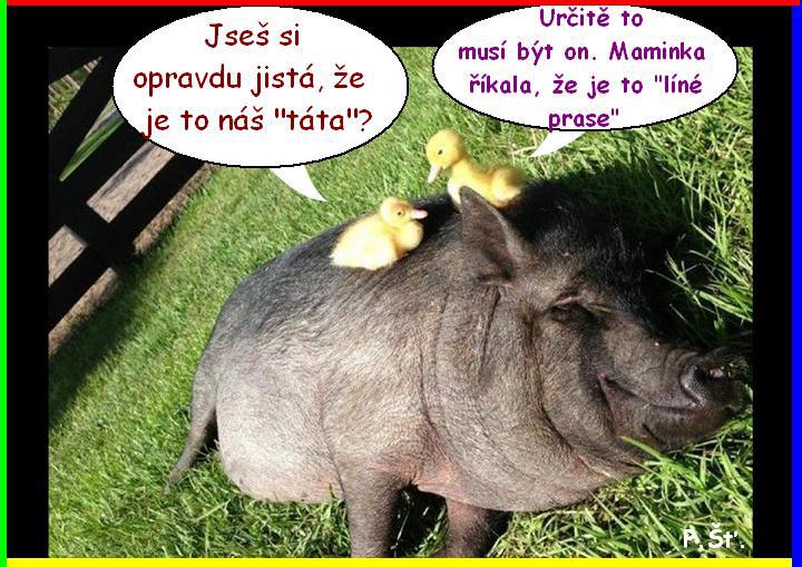 Vtip Nerařazeny