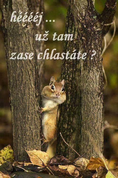 Vtip Zvířátka