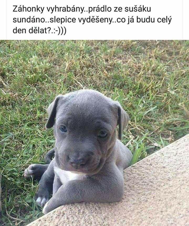 Vtip Zvířátka