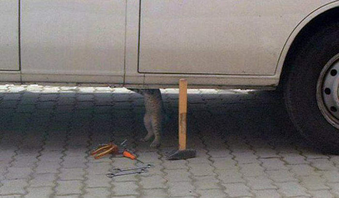 Vtip Zvířátka