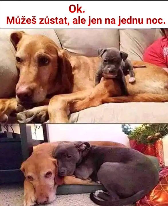 Vtip Nerařazeny